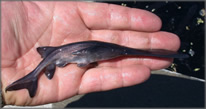 Juvenile paddlefish